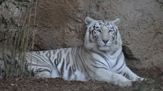 Weißer Tiger_1.jpg